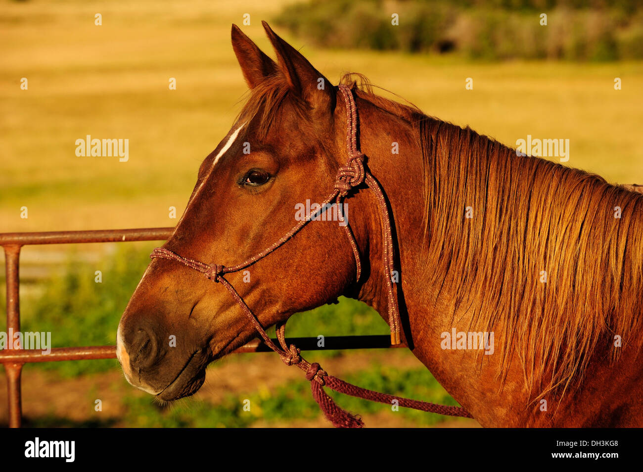 Pferd im Profil, Porträt, Provinz Saskatchewan, Kanada Stockfoto