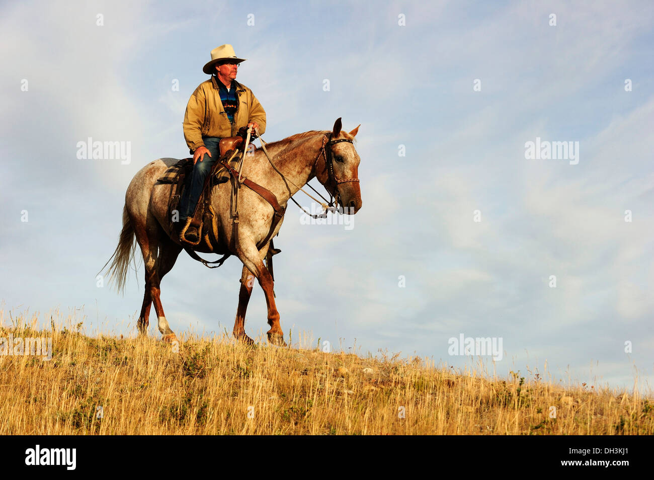 Cowboy auf einem Pferd quer durch die Prärie, Provinz Cypress Hills