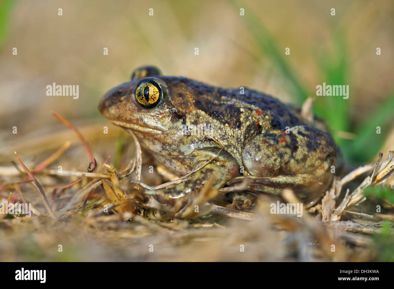 Common spadefoot Toad oder Knoblauch (Pelobates fuscus), Burgenland, Österreich, Europa Stockfoto