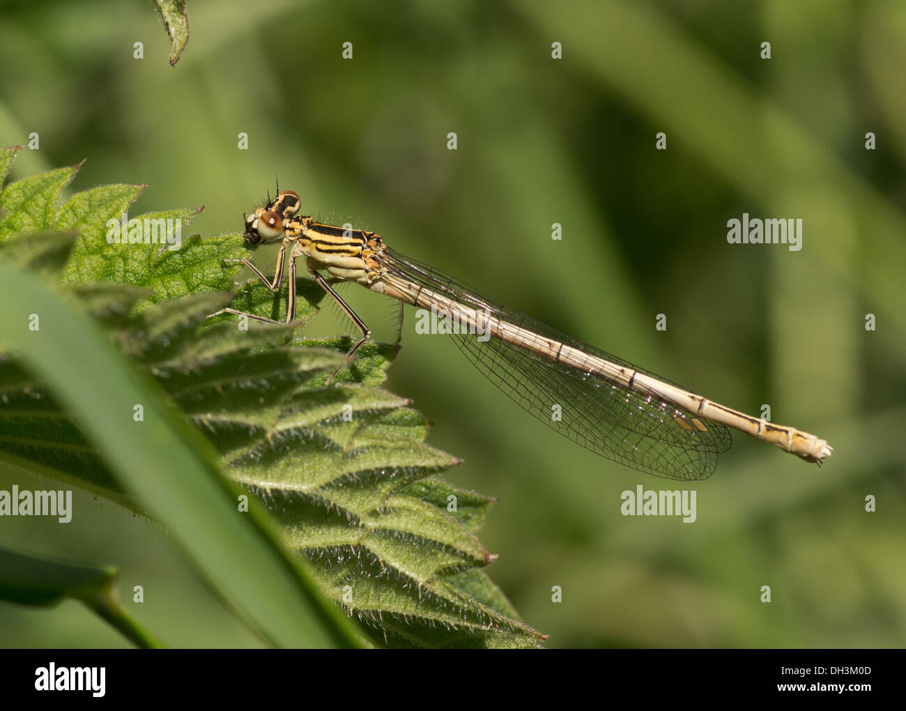 Golden-blühte Grey Longhorn Beetle Agapanthia villososviridescens Stockfoto