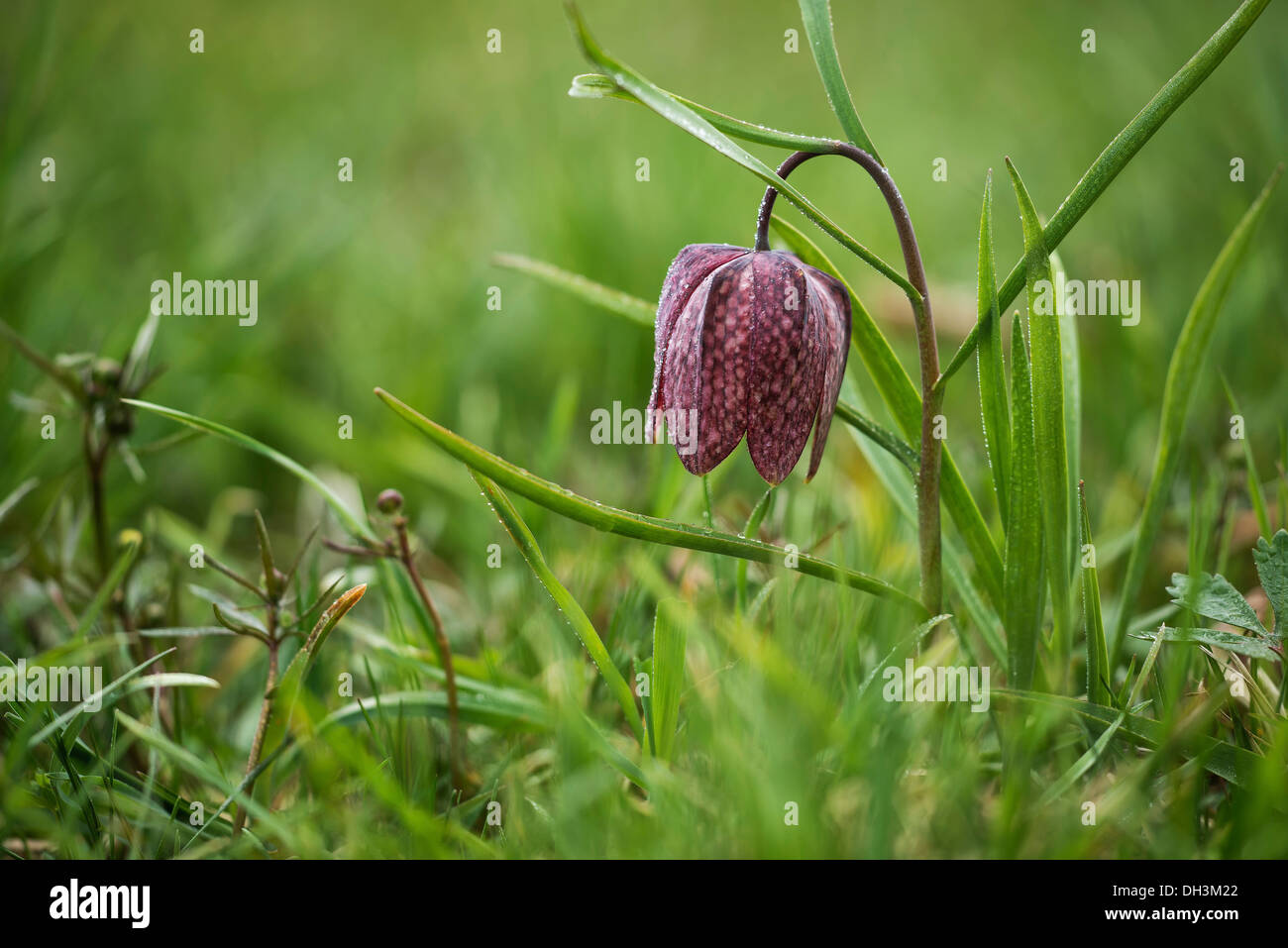 Fritillary, Schlange den Kopf Fritillary oder Schach Blume (Fritillaria Meleagris), Österreich Stockfoto