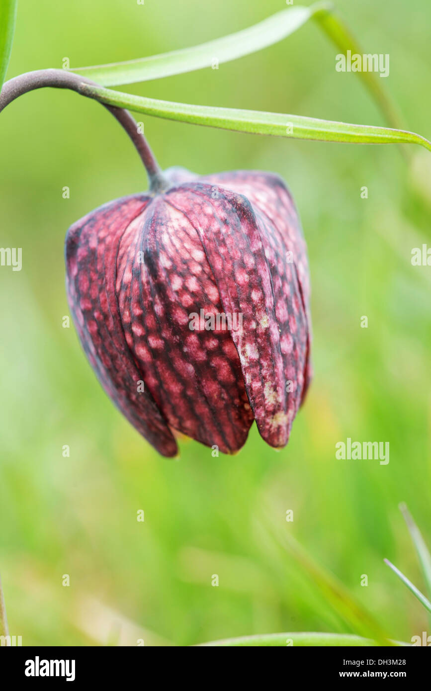 Fritillary, Schlange den Kopf Fritillary oder Schach Blume (Fritillaria Meleagris), Österreich Stockfoto