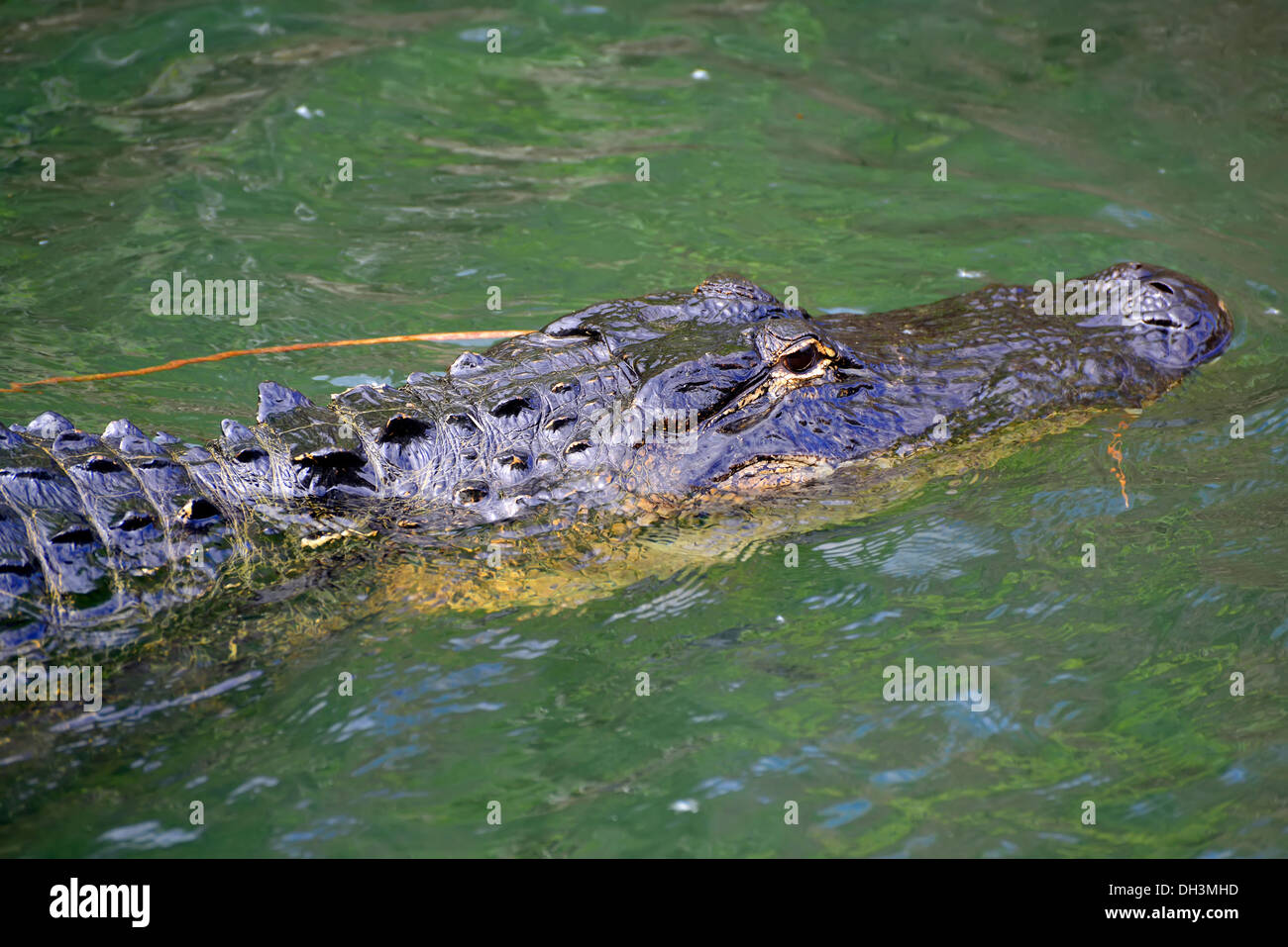 Alligator Everglades Nationalpark Homestead Florida USA Stockfoto