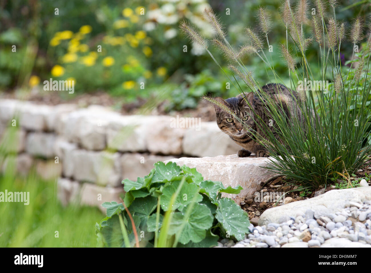 Leopardkatze, die sitzt hinter einem Büschel Gras auf einer Steinmauer Stockfoto