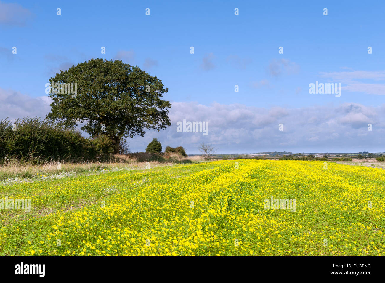 Ackersenf (Sinapis Arvensis) auf einer Landzunge Feld wachsen. Stockfoto