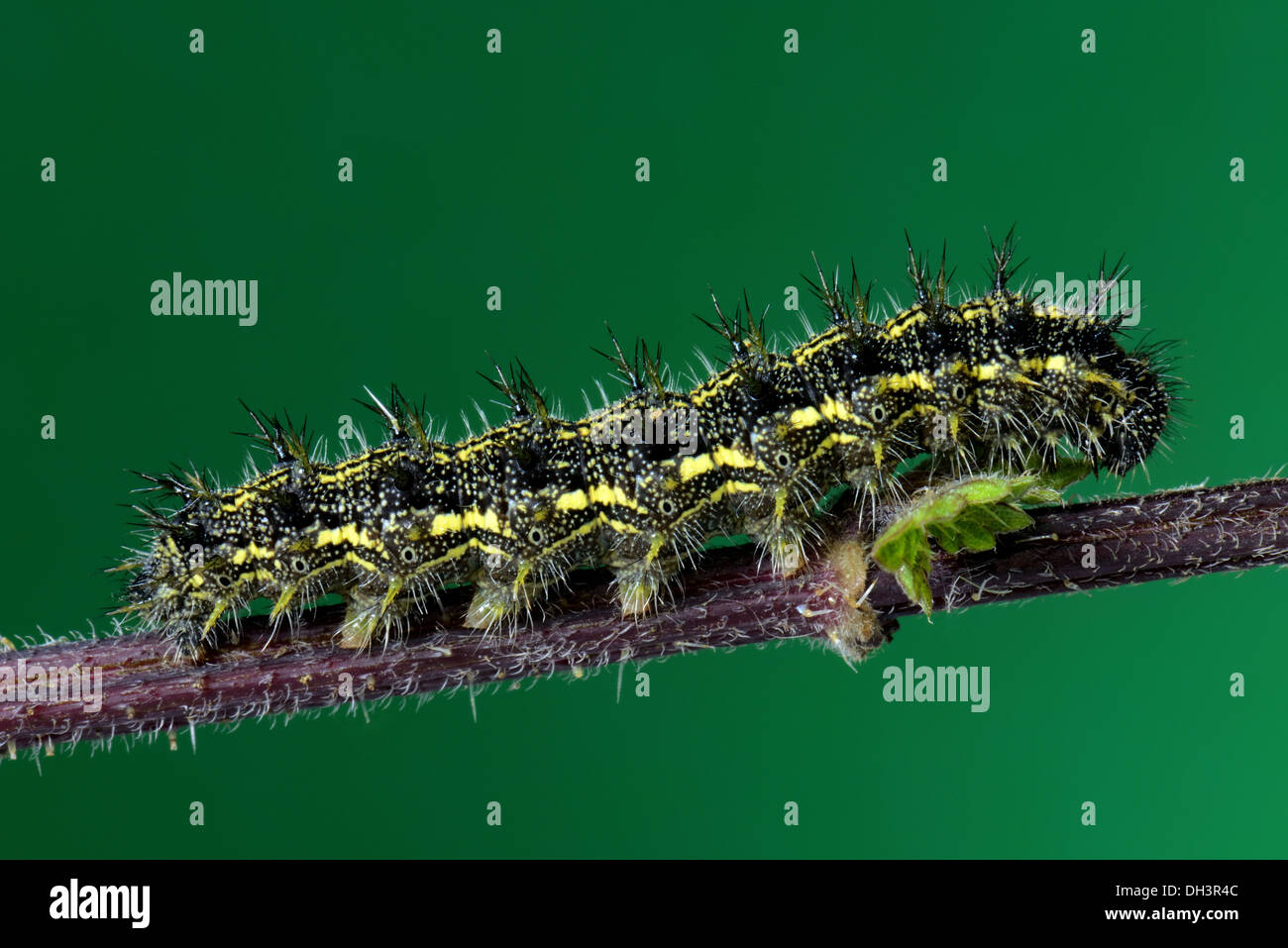 Kleiner Fuchs Schmetterling Raupe, Aglais Urticae, an einem Stiel der Brennnessel, gegen einen grünen Hintergrund. Nahaufnahme Stockfoto