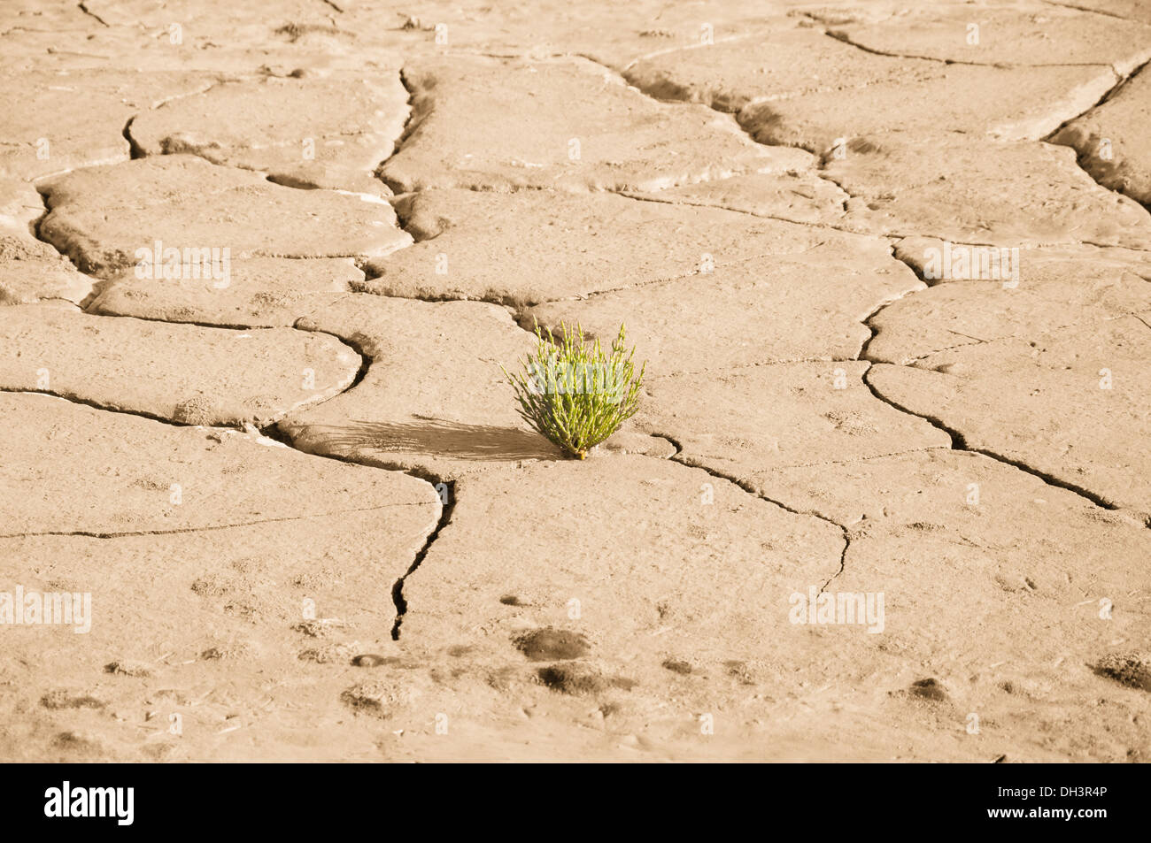 Pflanze für das Leben im Land der Dürre zu kämpfen Stockfoto