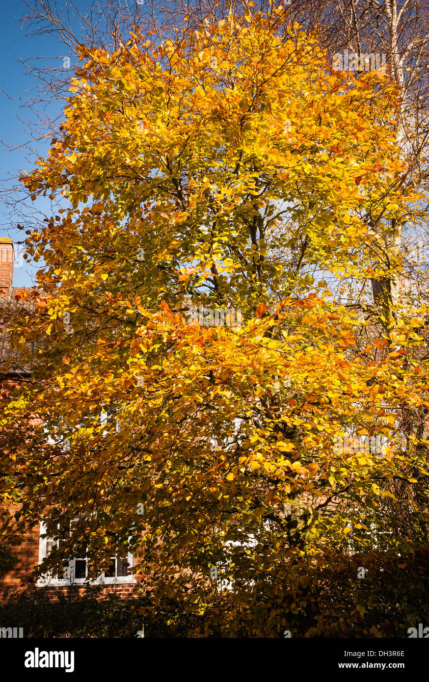 Buche und Blätter im Herbst UK Stockfoto