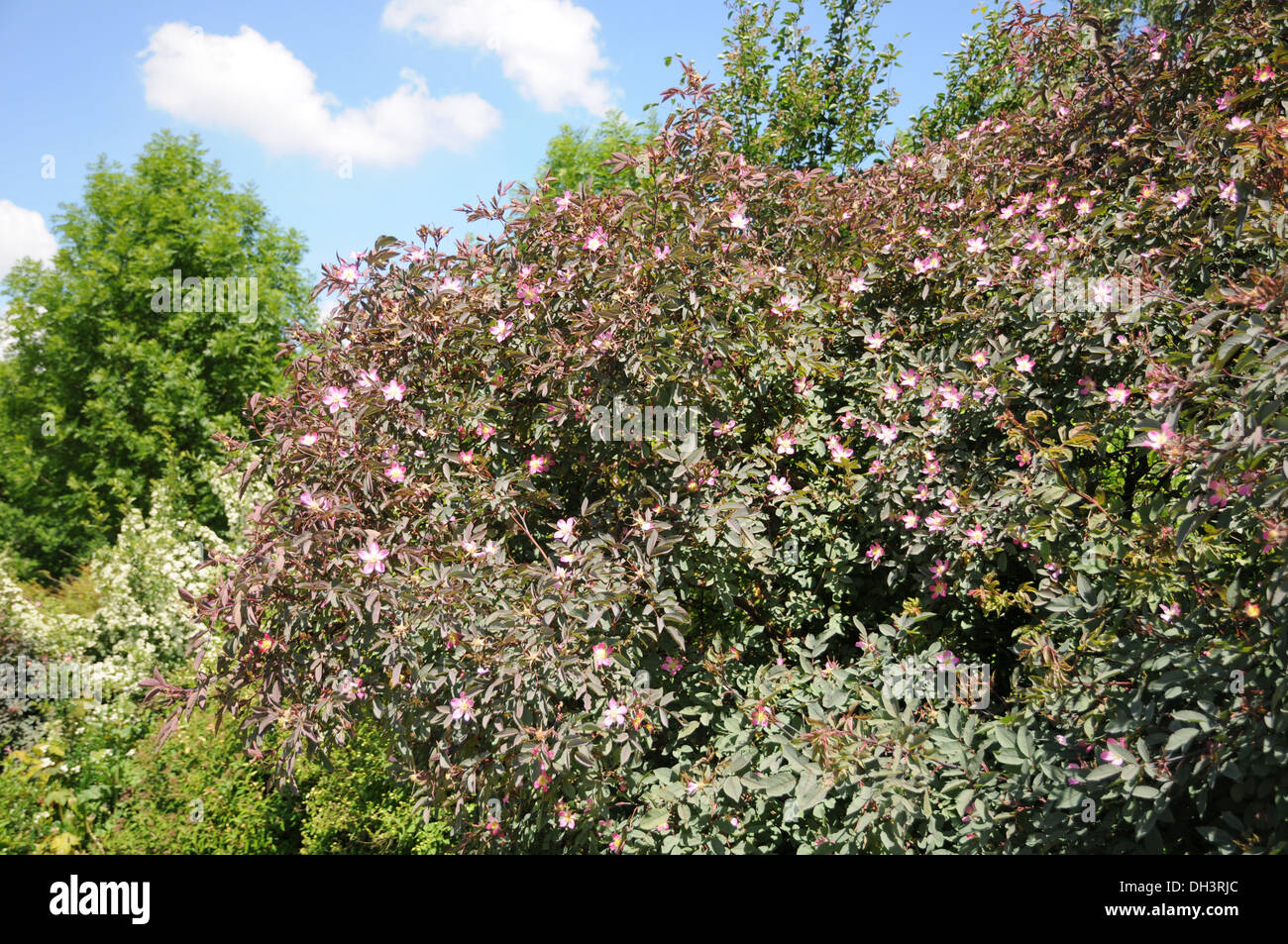 Lila-leaved Rose Stockfoto