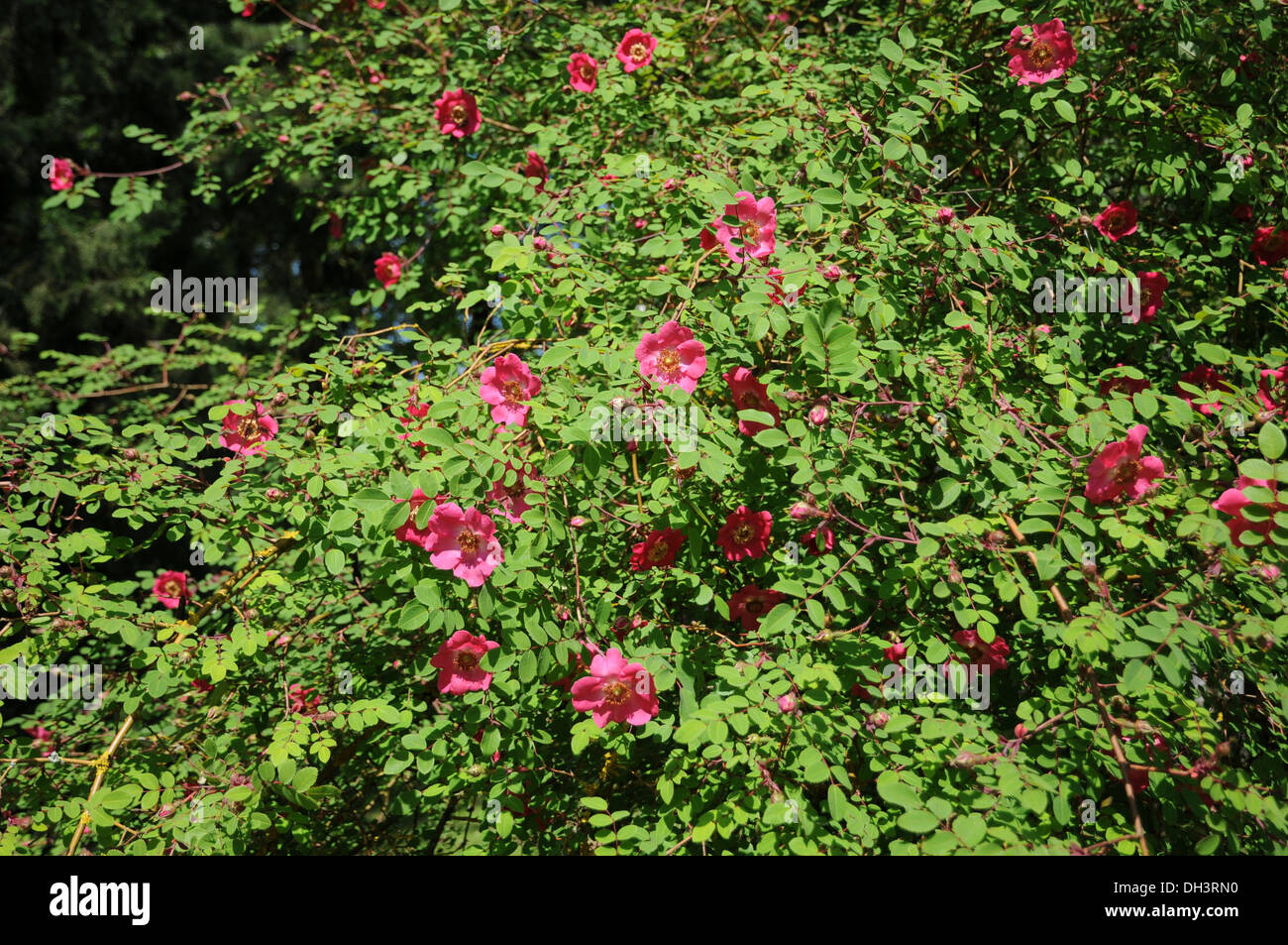 Grobe rosen -Fotos und -Bildmaterial in hoher Auflösung – Alamy
