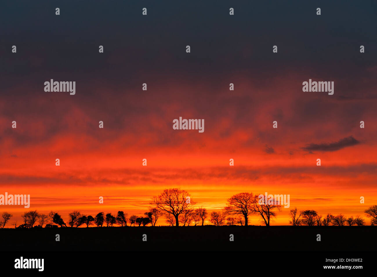 Bäume bei Sonnenuntergang Stockfoto