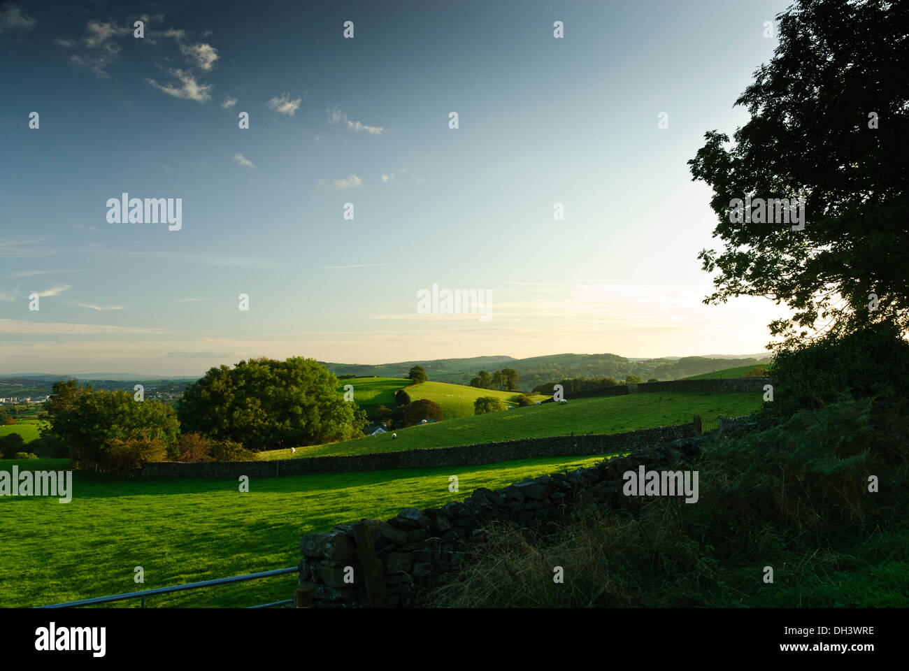 Spät harken das Sonnenlicht, das auf typisch sanften Hügeln übersät mit Schafen und Bäume mit großen blauen Himmel in Cumbria. Stockfoto