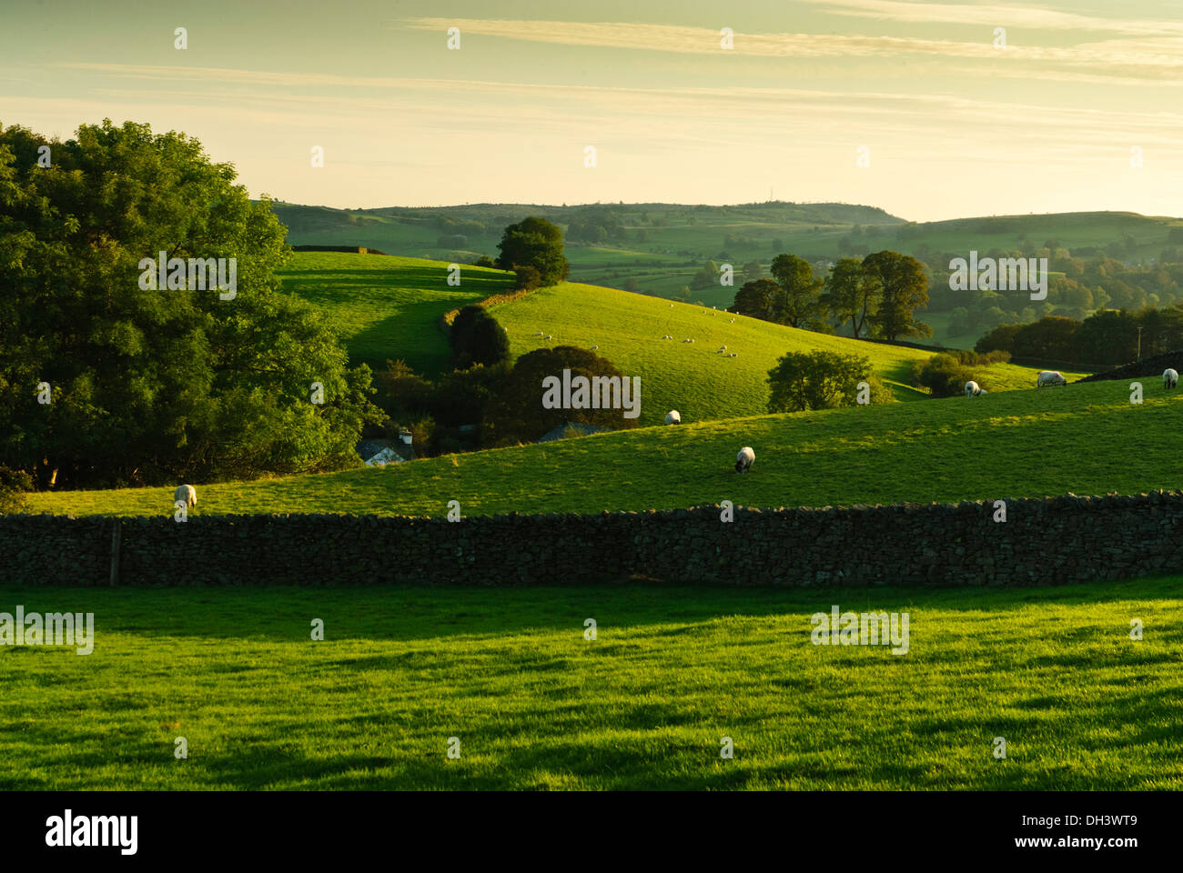 Spät harken das Sonnenlicht, das auf typisch sanften Hügeln übersät mit Schafen und Bäume in Cumbria. Stockfoto