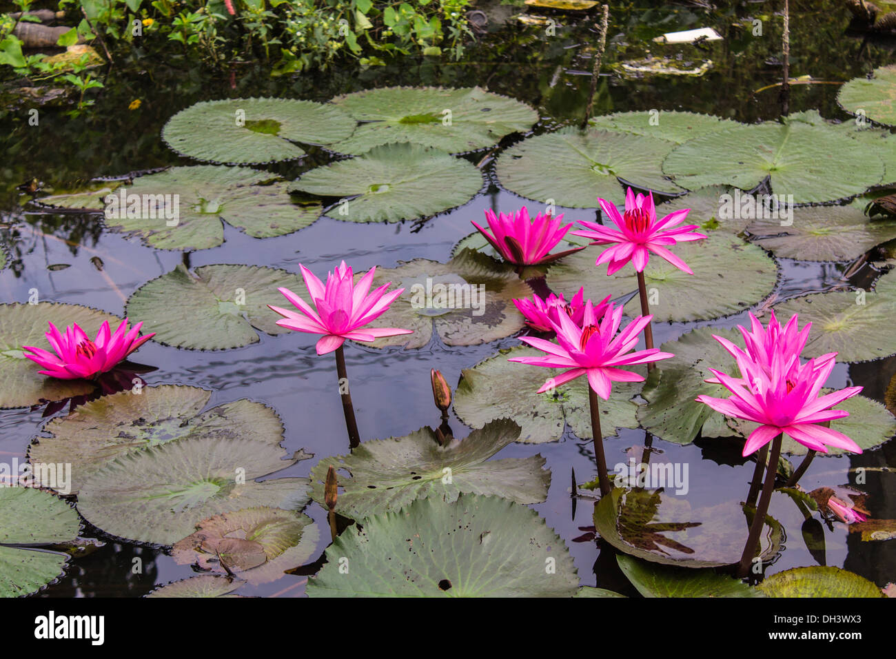 Pink Lotus in Lagune Stockfoto