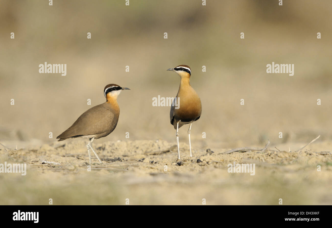 Indische Renner - Cursorius coromandelicus Stockfoto