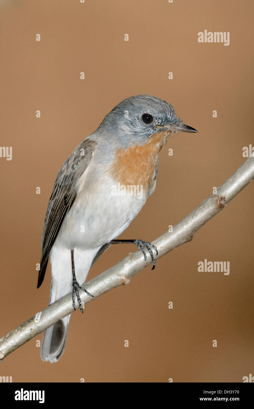 Taiga-Fliegenschnäpper - Ficedula Horste Stockfoto