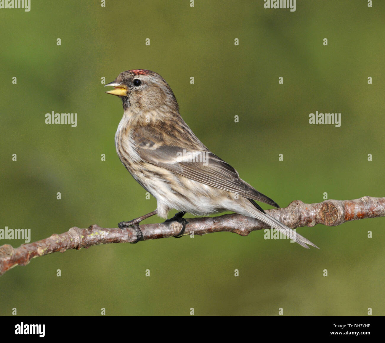 Geringerer Redpoll Zuchtjahr Kabarett Stockfoto