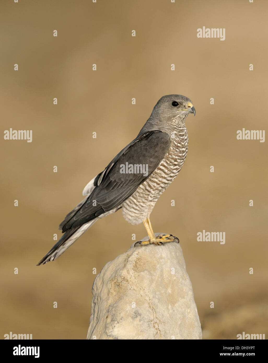 Levant Sparrowhawk - Accipiter brevipes Stockfoto