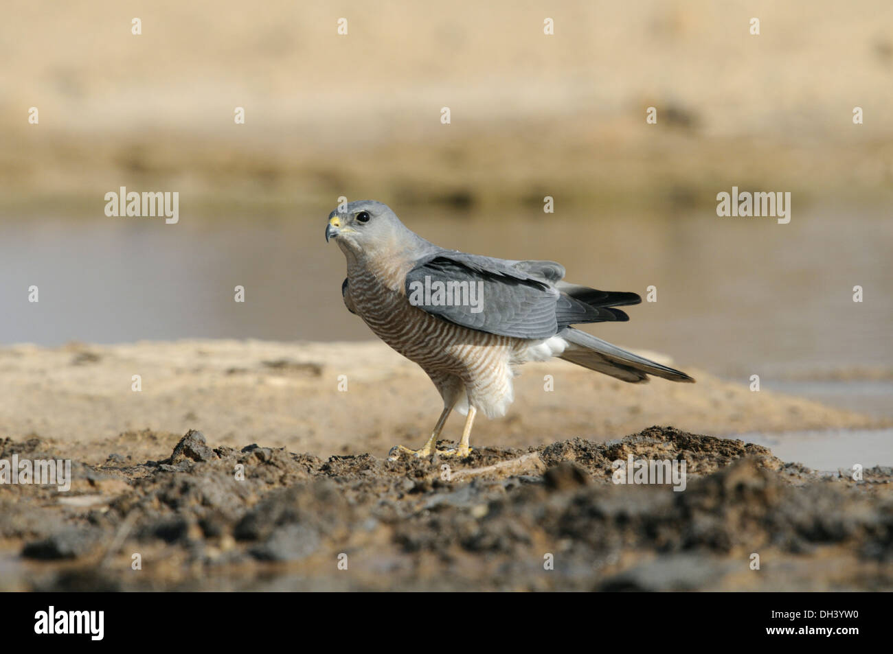 Levant Sparrowhawk - Accipiter brevipes Stockfoto