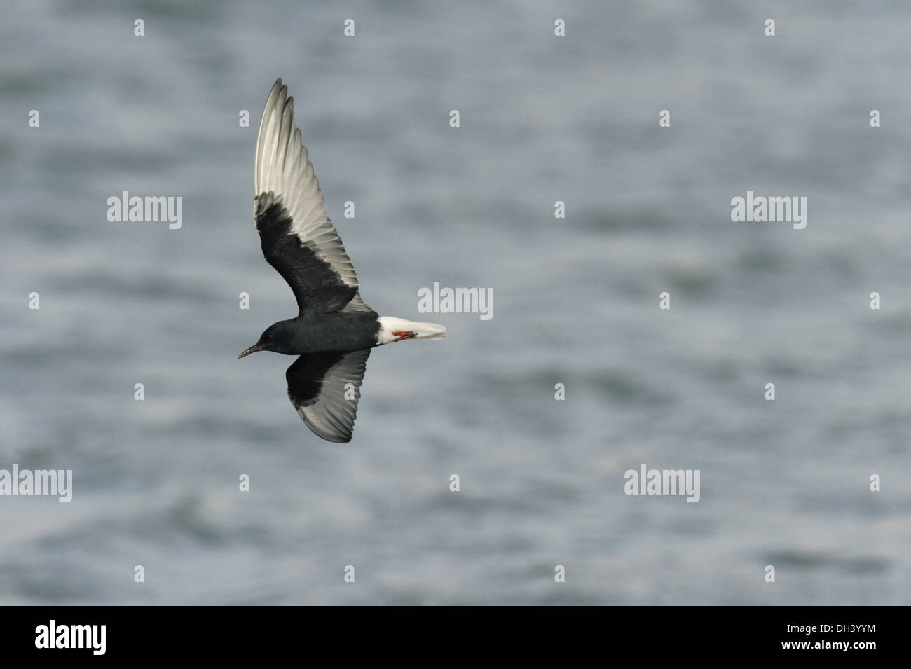 Weiß-winged schwarz-Seeschwalbe-Chlidonias leucopterus Stockfoto