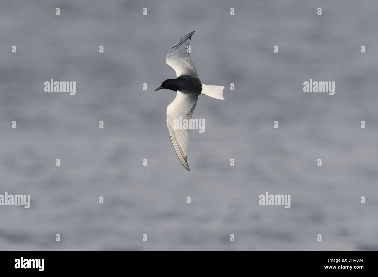 Weiß-winged schwarz-Seeschwalbe-Chlidonias leucopterus Stockfoto