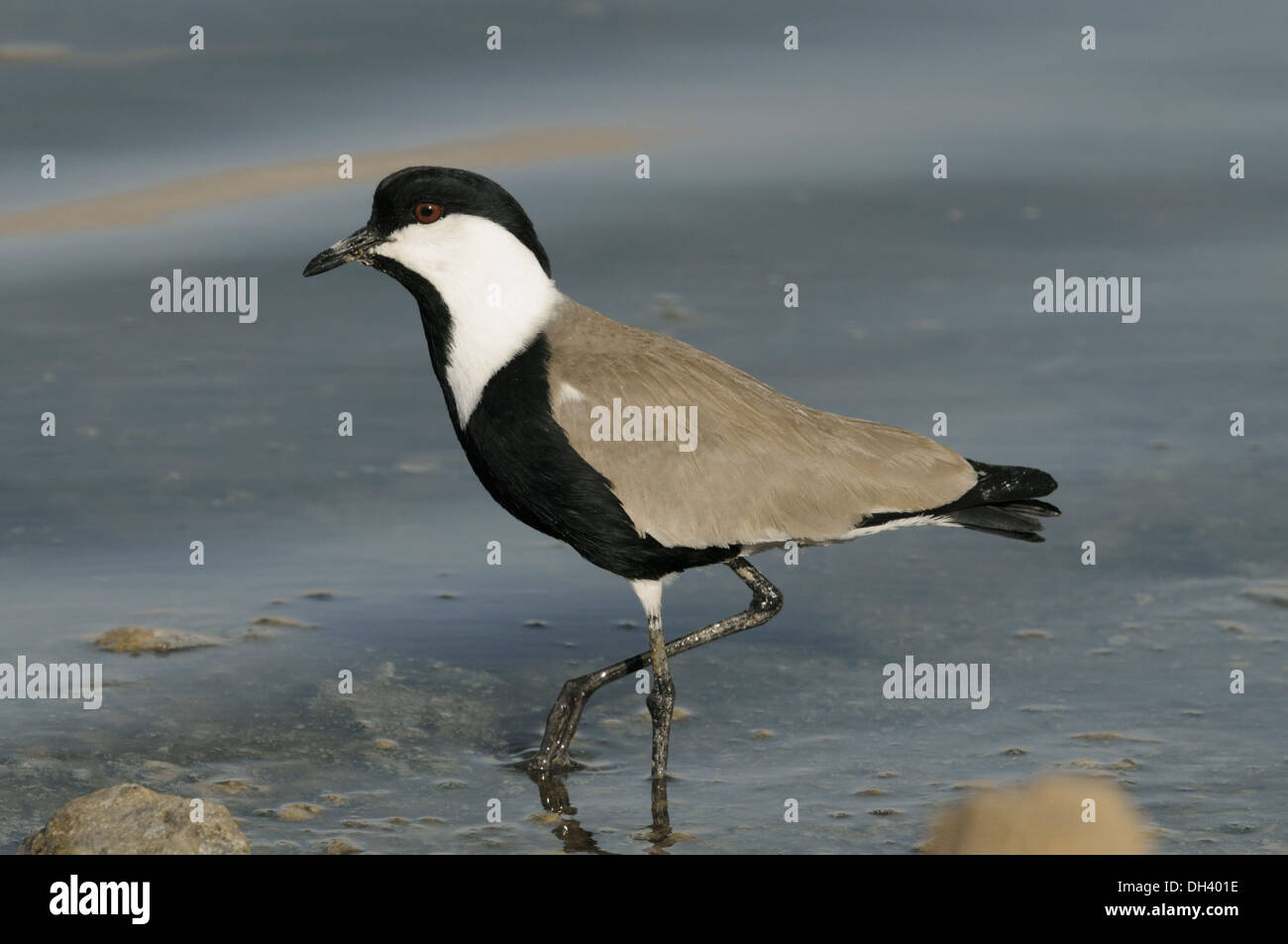 Sporn-winged Plover - Vanellus spinosus Stockfoto