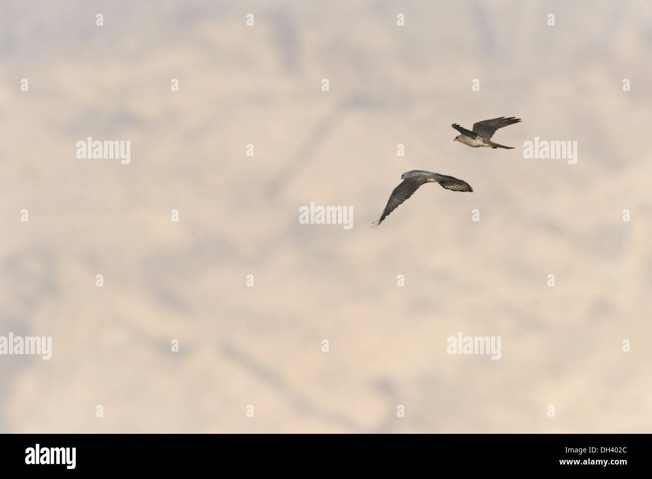 Levant Sparrowhawk - Accipiter brevipes Stockfoto