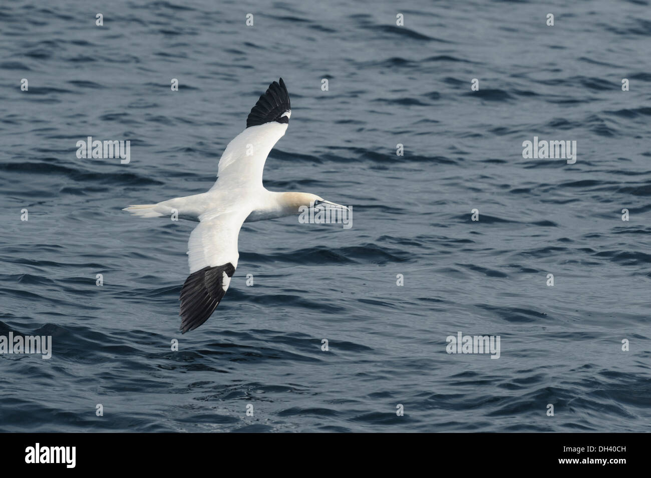 Basstölpel Morus bassanus Stockfoto