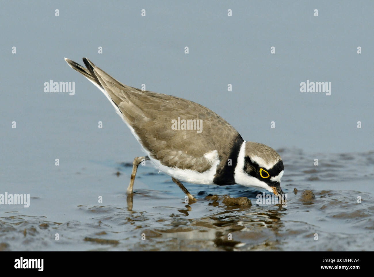 Kleinen Flussregenpfeifer Plover Charadrius dubius Stockfoto