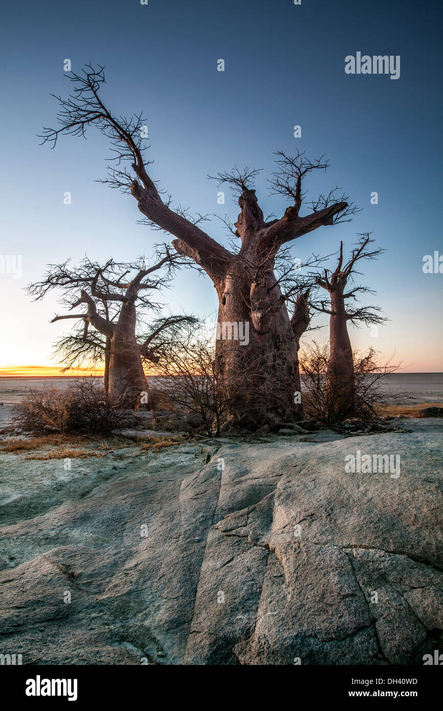 Baobab-Baum auf Lekhubu Insel, Botswana. Stockfoto