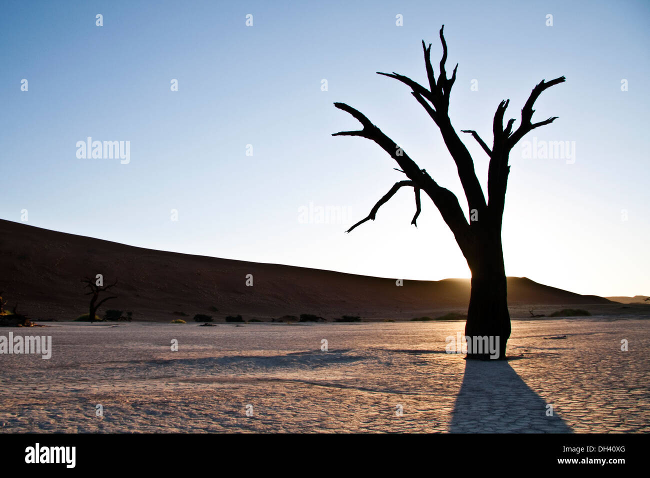 Baum im Deadvlei, Sossusvlei, Namibia. Stockfoto