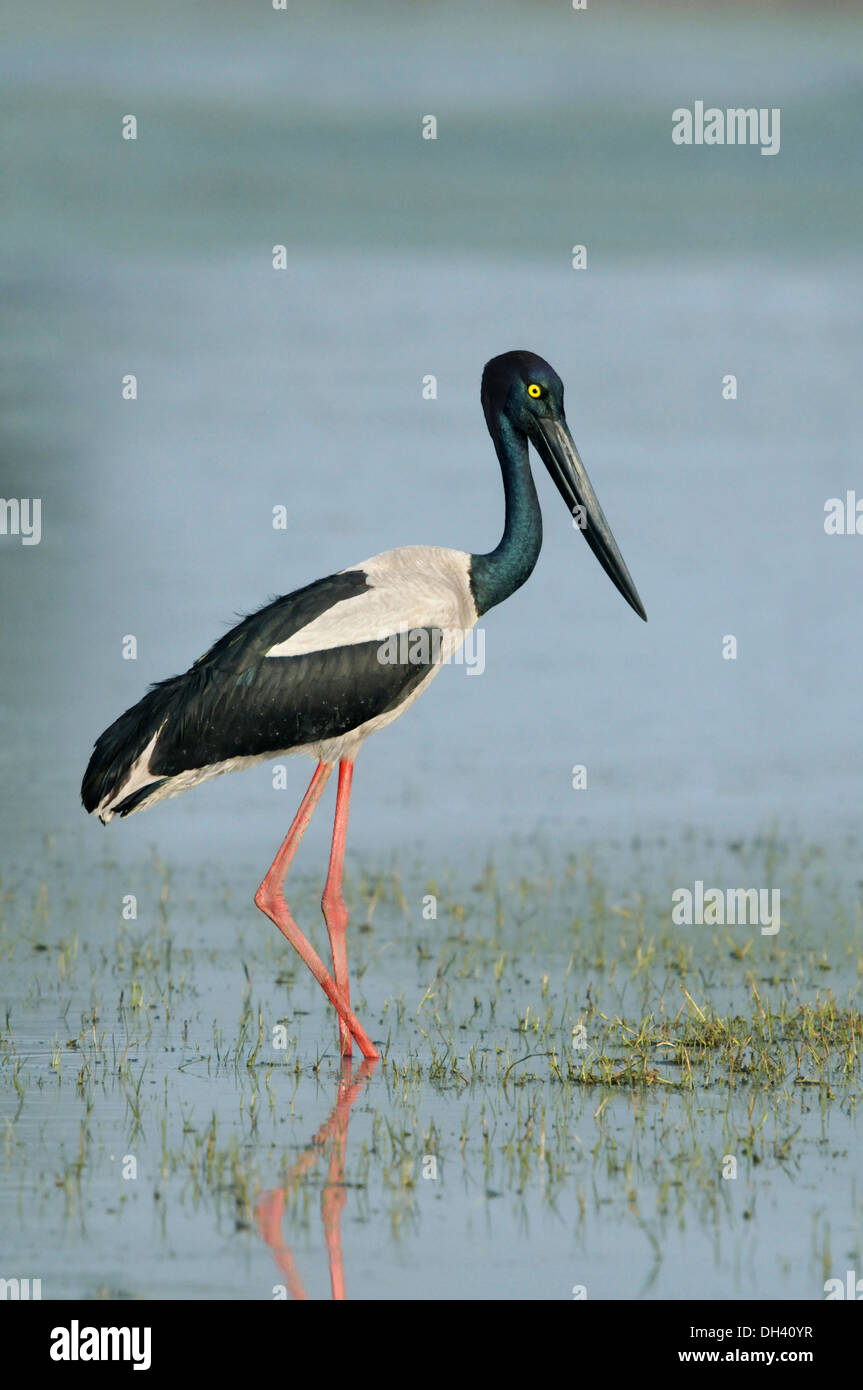 Schwarz-necked Storch - Nahrung asiaticus Stockfoto