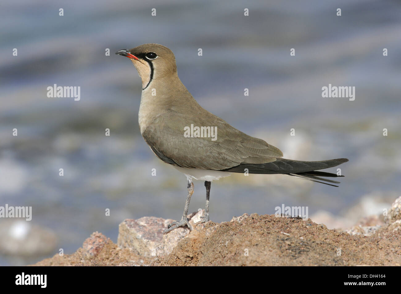 Rotflügel-Brachschwalbe - Glareola pratincola Stockfoto