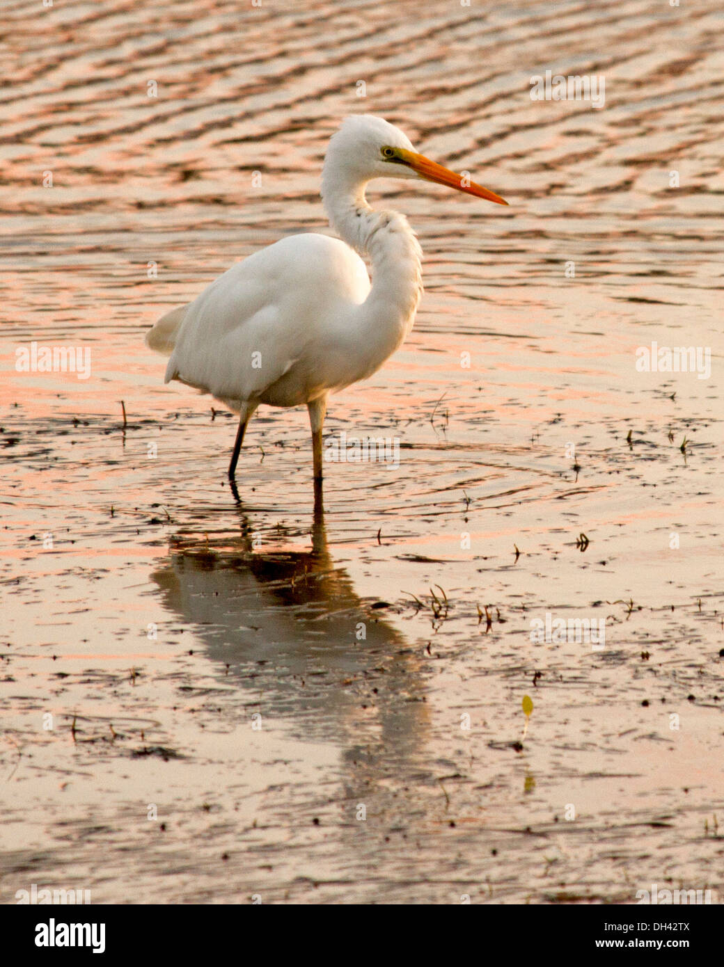 Australische Silberreiher, Egretta Alba, waten im seichten Wasser des Sees in der Dämmerung an Nambucca Heads nördlichen NSW Australia Stockfoto