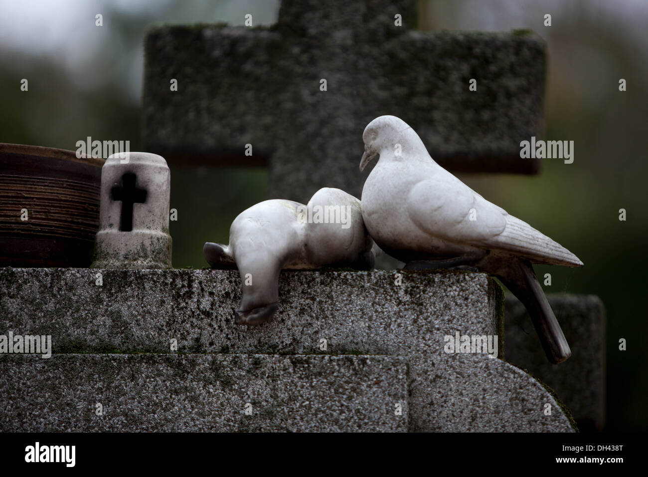 Tote Taubenfigur auf einem Grab auf dem Friedhof Stockfoto