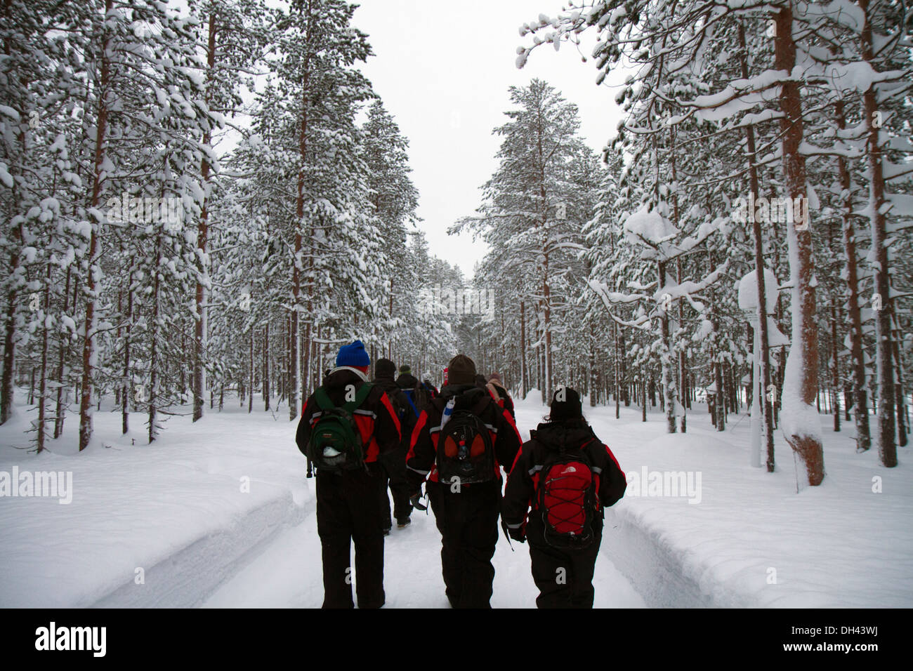 Öko-Tourismus - eine Gruppe Wandern im Schnee bedeckt Wald-Lappland, Scandinavia Stockfoto