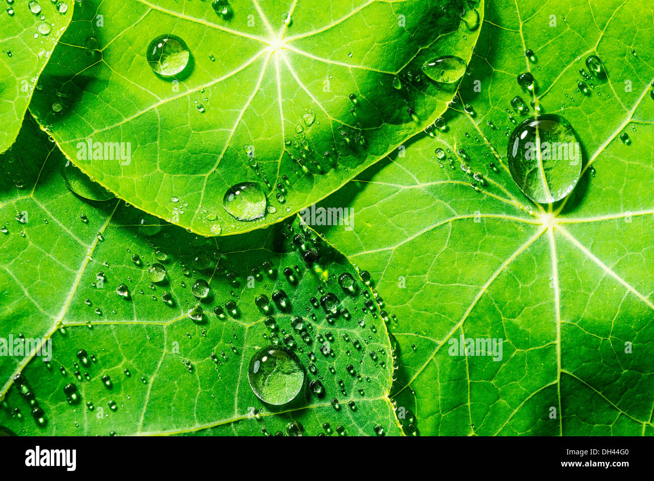 einen Hintergrund aus grünen taufrischen Blättern Stockfoto