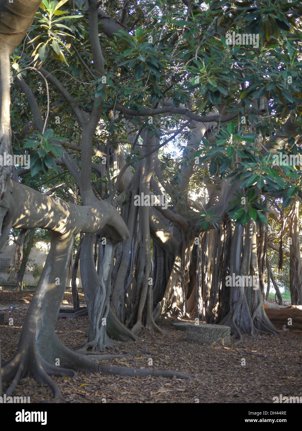 Wurzeln des Ficus Macrophylla Baum Palermo Botanischer Garten (Orto Botanico di Palermo), Sizilien, Italien Stockfoto