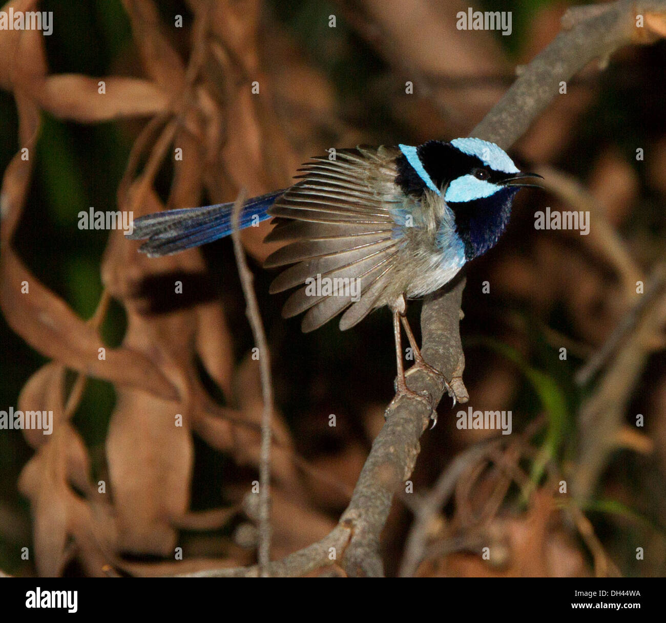 Herrliche blaue Wren, Malurus Cyaneus, auf Ast mit Flügel ausgestreckt vor dunklen Wald Hintergrund in Australien Stockfoto