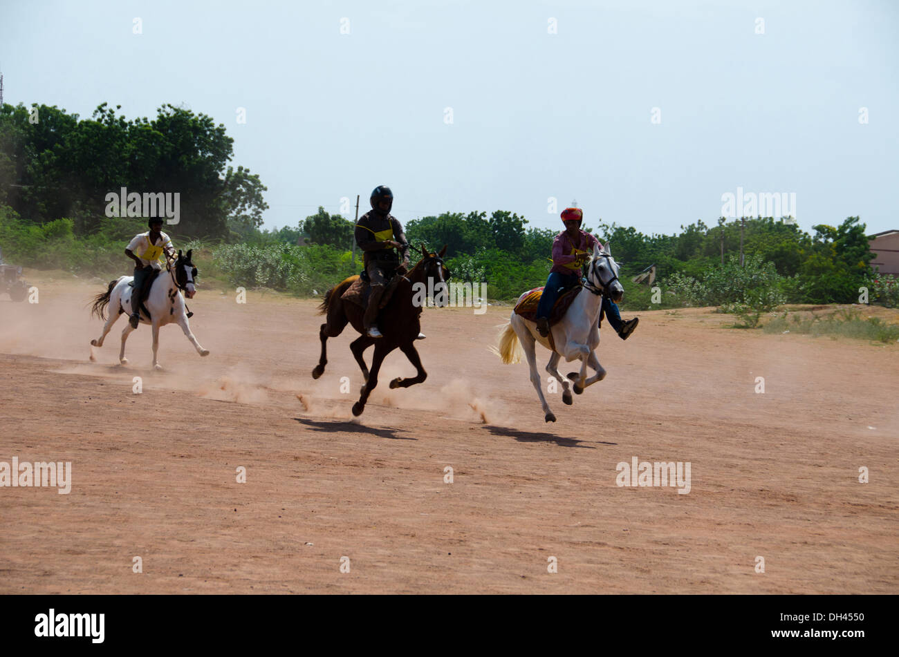 Pferderennen in Marwar Festival in Jodhpur Indien Stockfoto