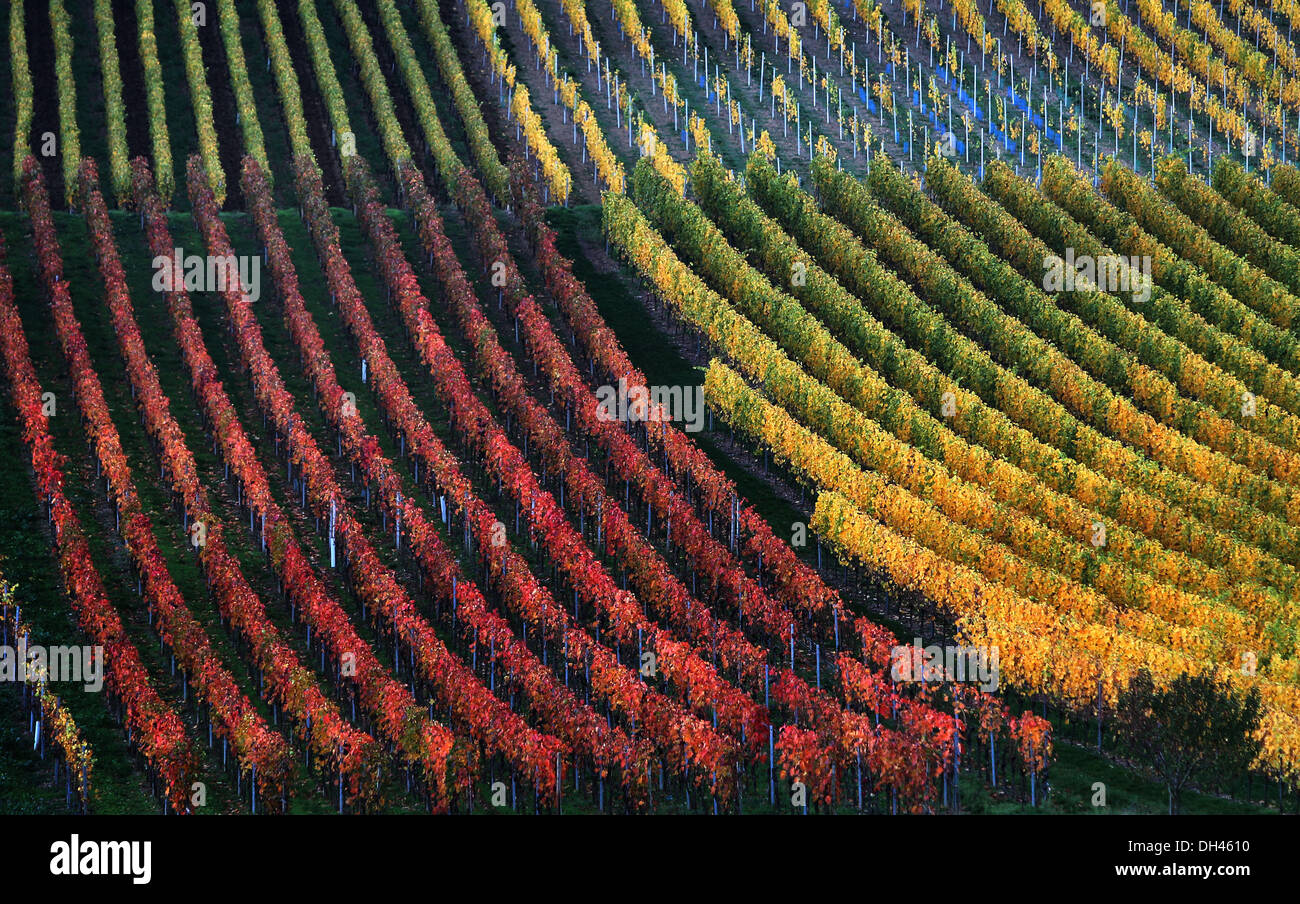 Marktbreit, Deutschland. 30. Oktober 2013. Weinberge sind in der Nähe von Marktbreit, Deutschland, 30. Oktober 2013 herbstliche gefärbt. Foto: Karl-Josef Hildenbrand/Dpa/Alamy Live News Stockfoto