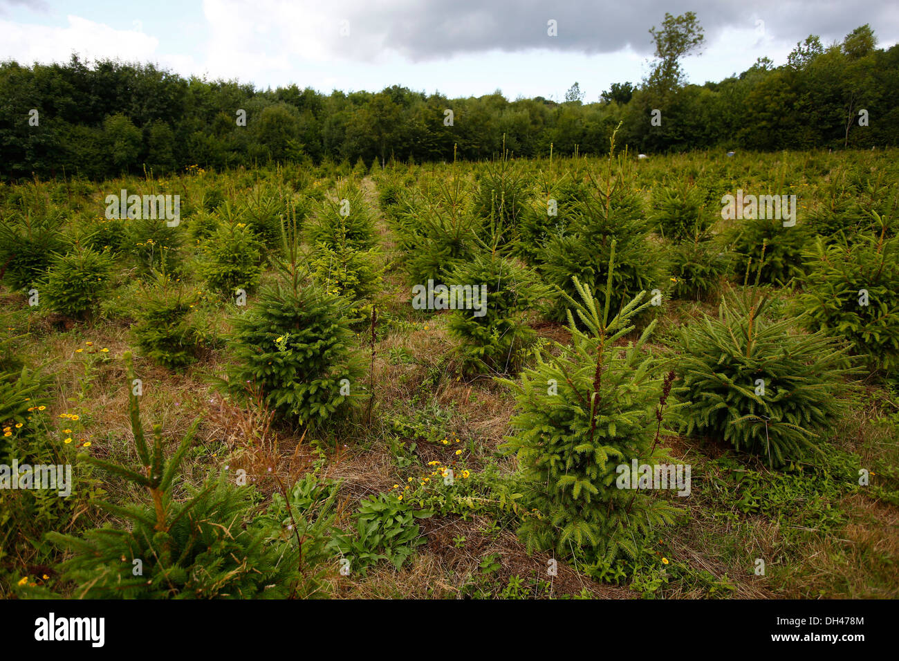 Eine Landschaft Schuss eines Feldes gepflanzt mit Weihnachtsbäumen in Balcombe Dorf in der Mitte Sussex Bezirk von West Sussex, England Stockfoto