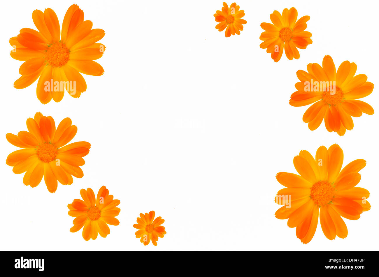 Gelbes Gänseblümchen Blumenrahmen Stockfoto