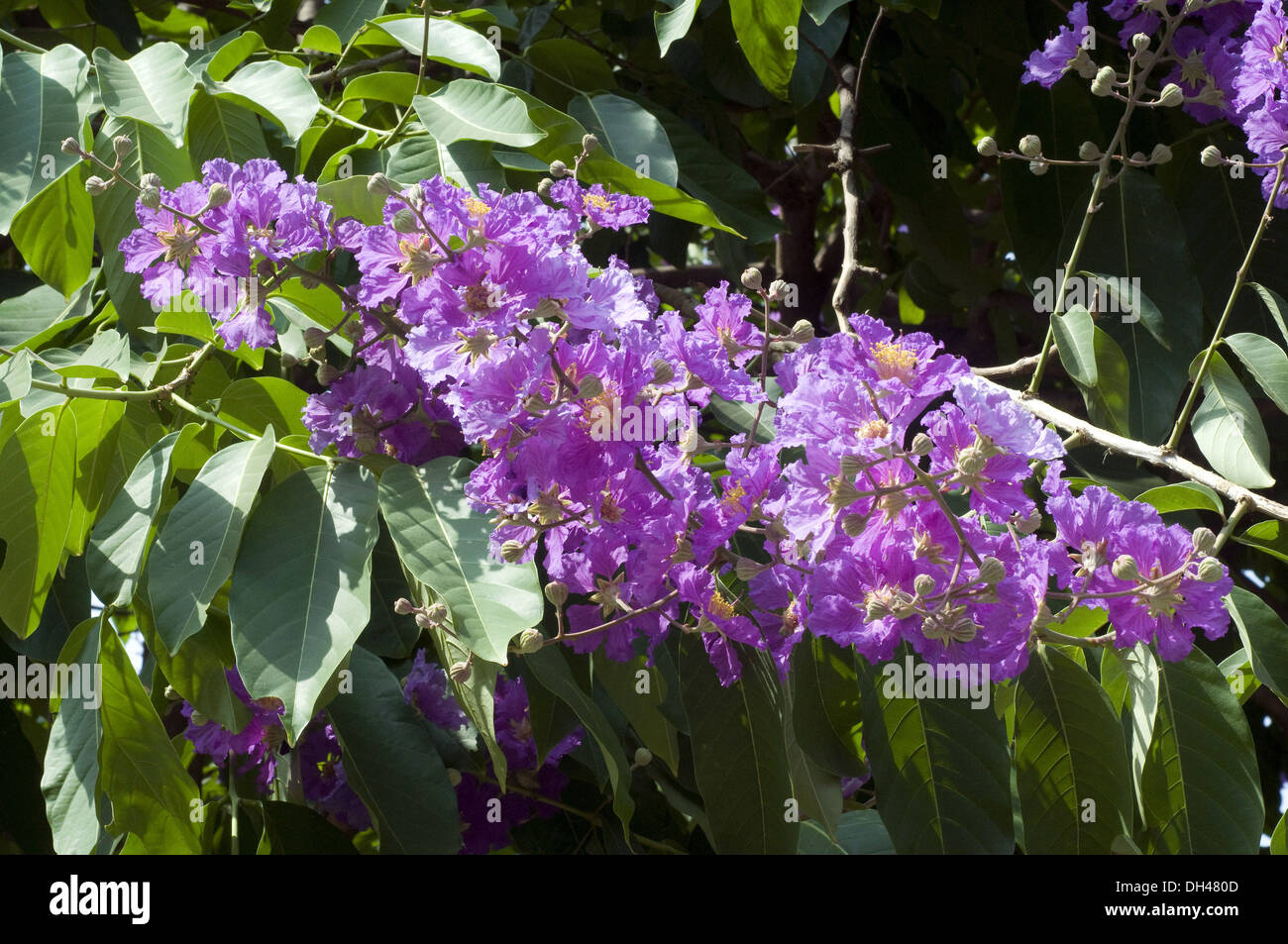 exotische seltene lila violett Königin Blume Stockfoto