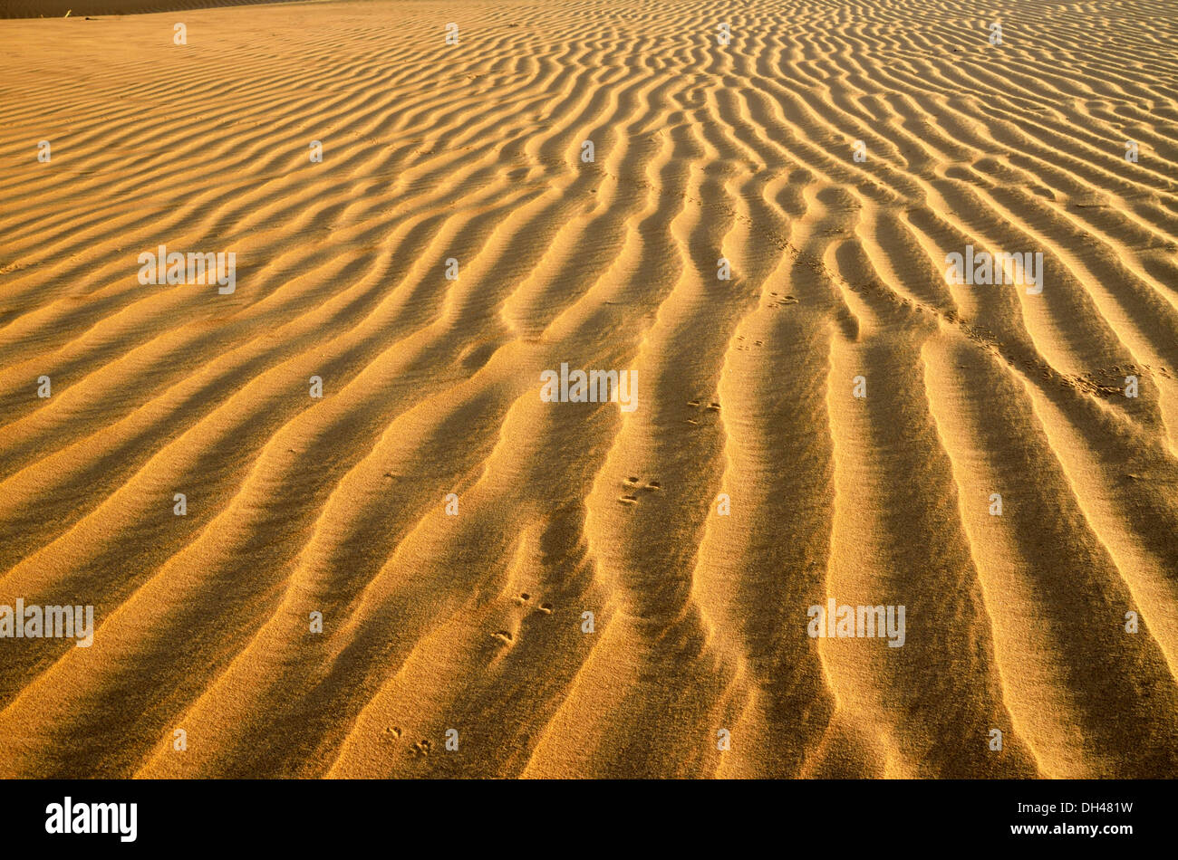 Wüste Landschaft Sanddünen Textur Wellen Rajasthan Indien Asien Stockfoto