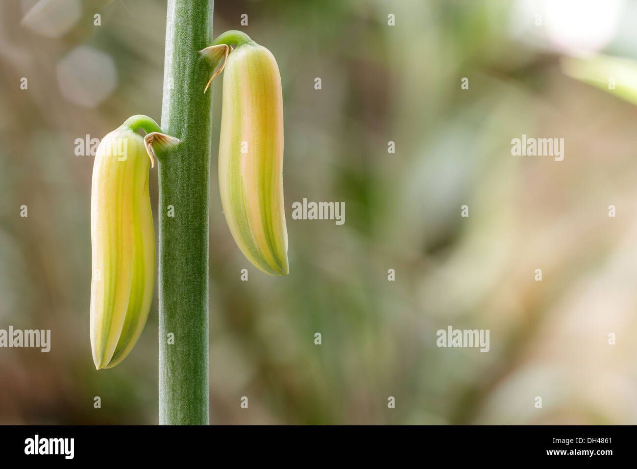 Knospe einer Aloe Vera Pflanze Produzieren orange/roten Blten  Stockfotografie - Alamy
