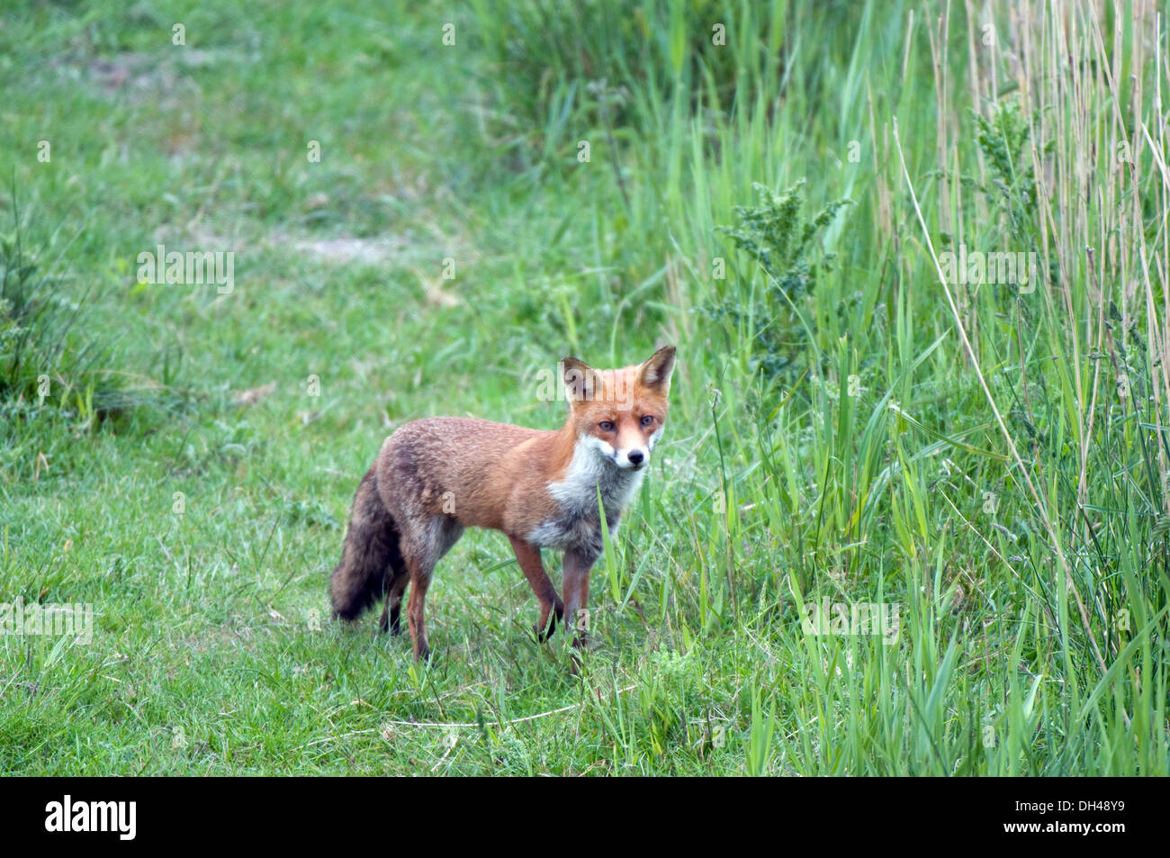 Rotfuchs im Schilfbeetes Stockfoto