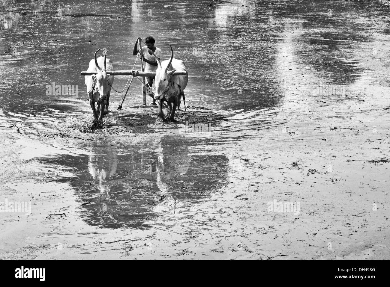 Indischen Bauern vorbereiten und Nivellierung ein Reisfeld, Paddy mit einer Ebene, die von indischen Kühen gezogen. Andhra Pradesh, Indien. Monochrom Stockfoto