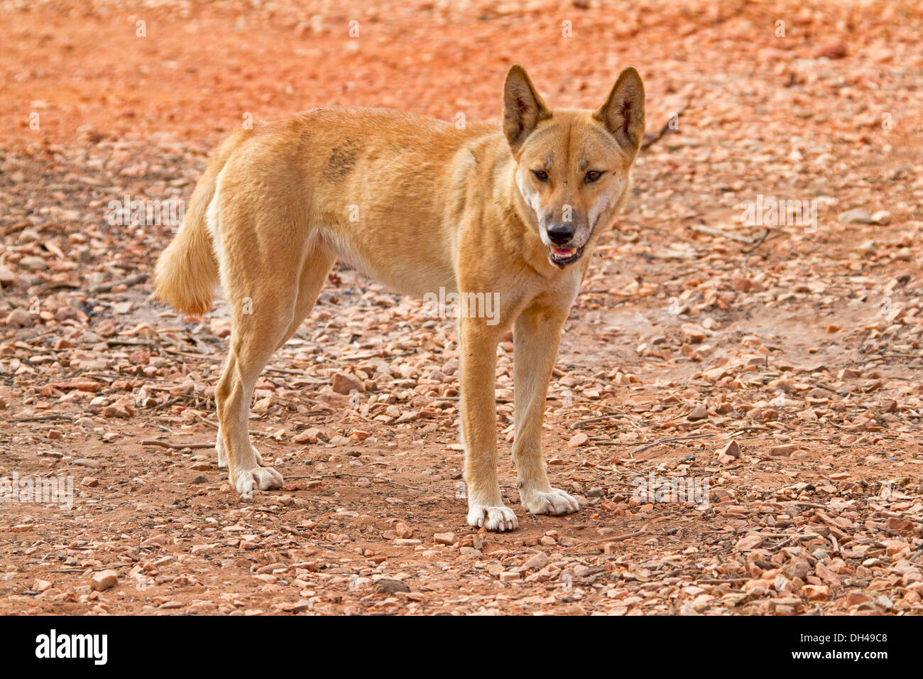 Australische Dingos in der Wildnis, im Outback auf Campingplatz in Redbank Gorge in der Nähe von Alice Springs Northern Territory Australien Stockfoto