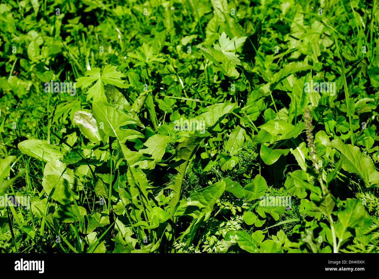 Grüner Rasen auf einer Wiese im Sommer Stockfoto
